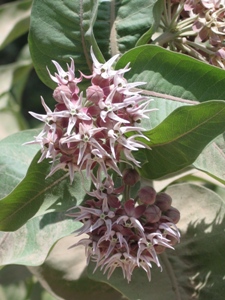 Asclepias speciosa